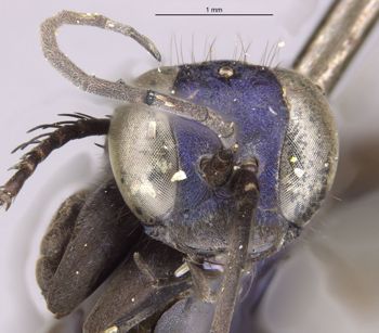 Media type: image;   Entomology 27660 Aspect: head frontal view